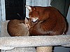 Sallyanne's Chloe & Juni
